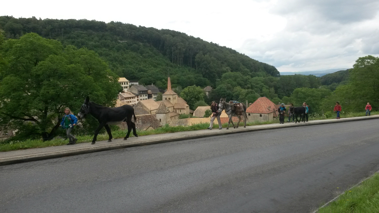 Montée des ânes au camp.