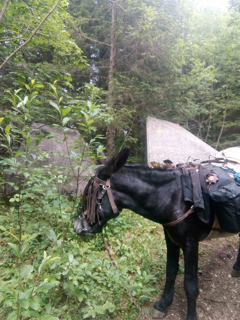 Igord n'en a rien à faire des Tobleronnes ça ne nourrit pas un âne.