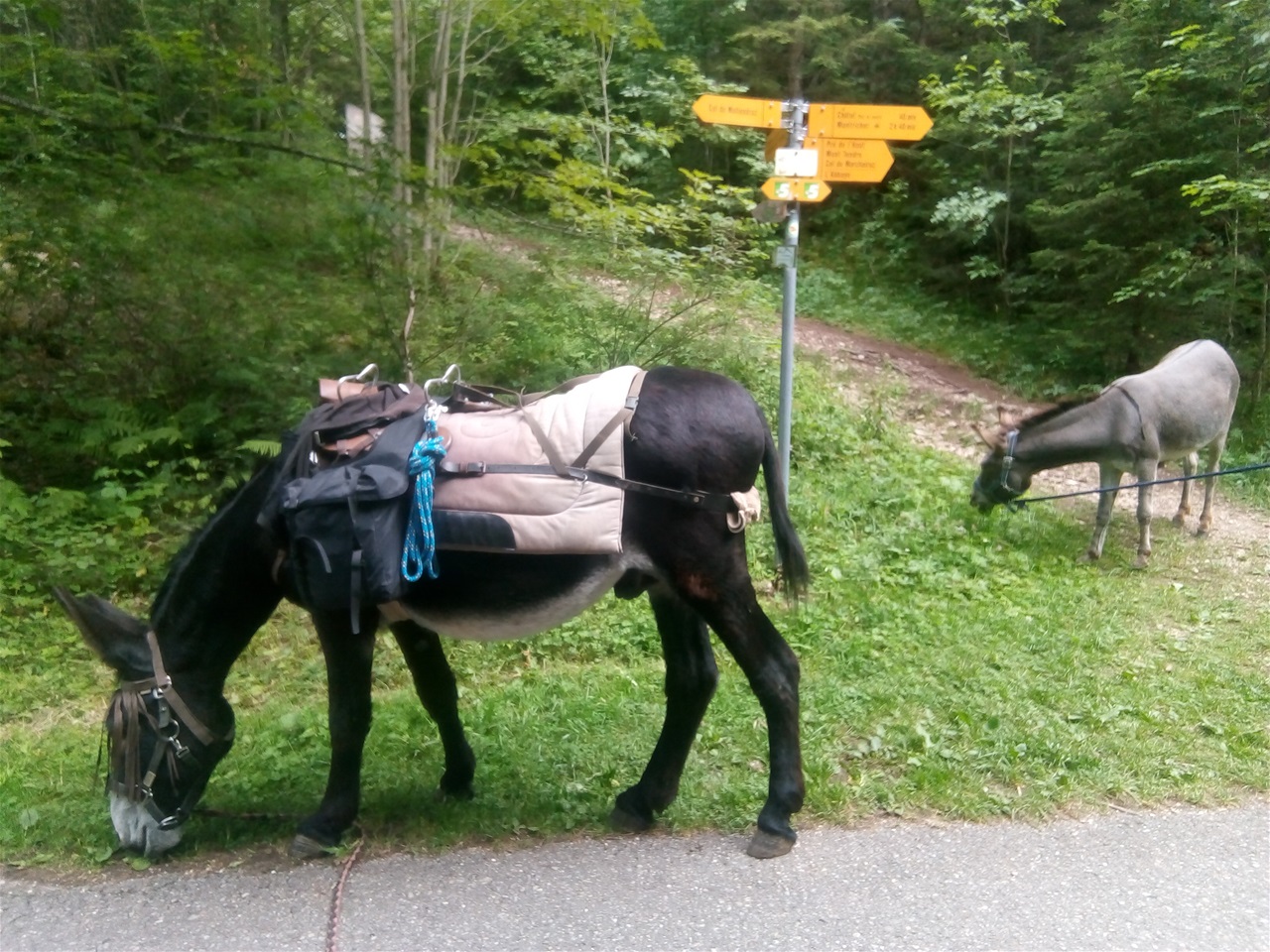 Un peu de plat et une bouchée d'herbe avant de continuer la descente.