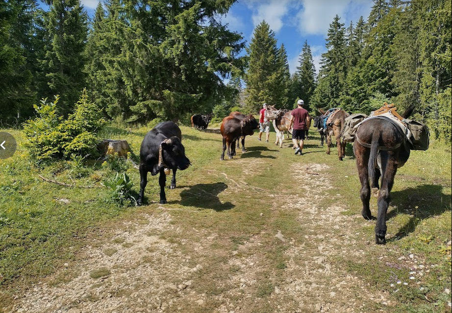 Sur Le Revers rencontre avec des bovins 