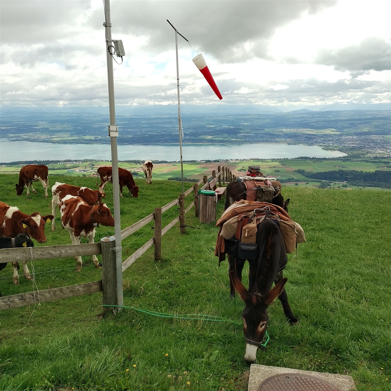 Dîner aux Paral'aile à Mauborger, coûtes aux champignons un régal et en plus avec vue sur le lac et Yverdon et sur nos ânes.